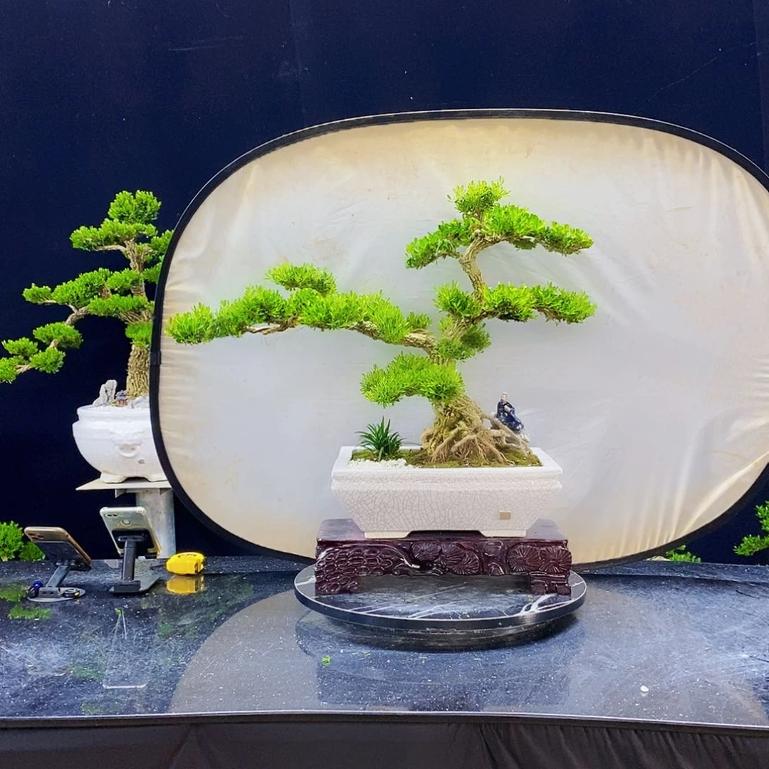 无花朵黄杨盆景造型