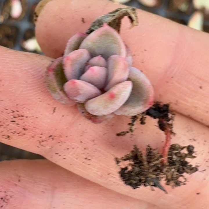 无***_冰月亮覆轮锦福袋161