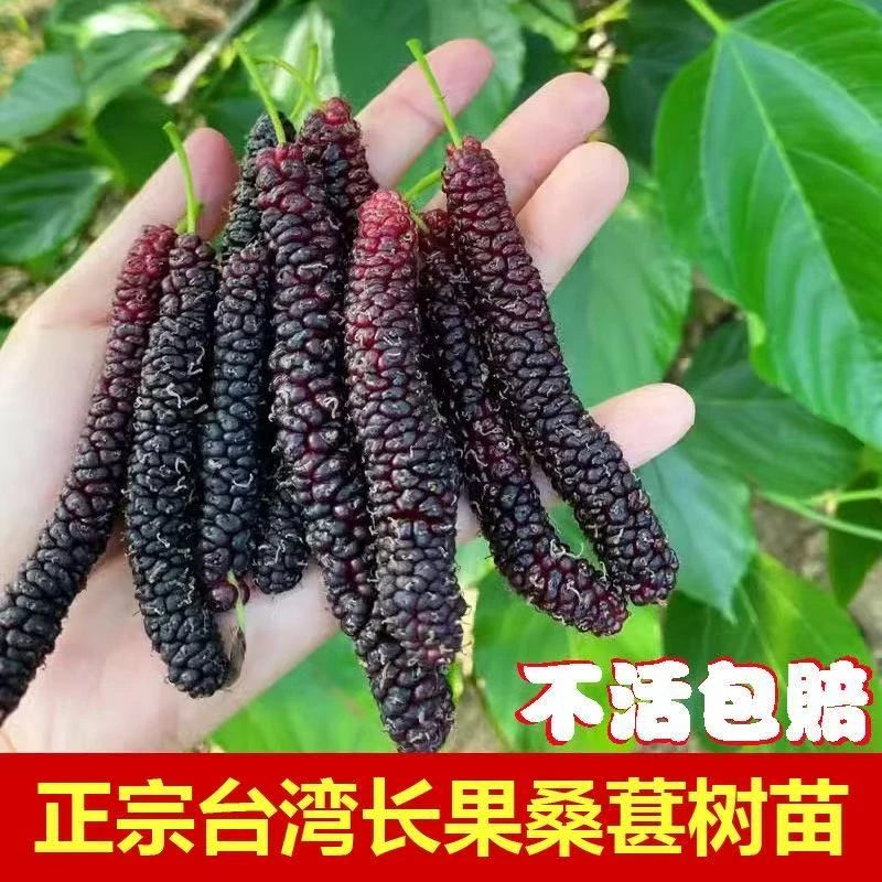 带果嫁接台湾长果桑苗四季香金葚苗无籽大果黑桑果苗带叶带土阳台