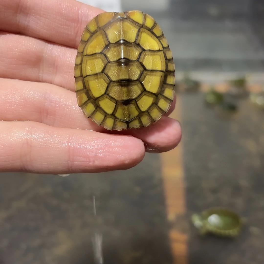 绿毛龟母小青123466