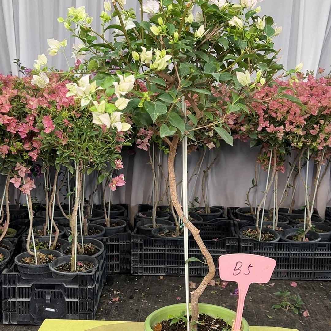 1***园当前无花栽培后可以开花B5苹果花