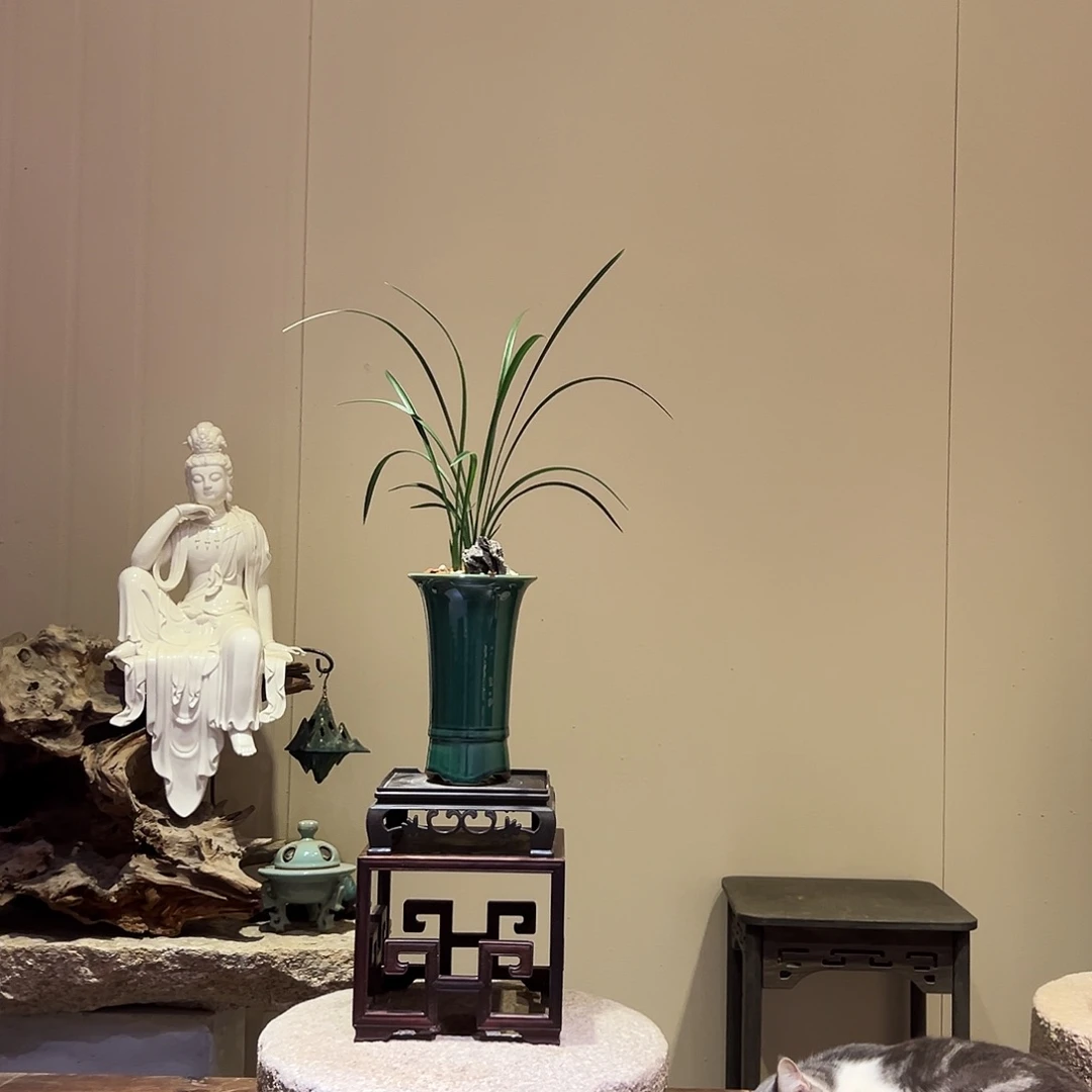 大部分花苞少量开放宋梅