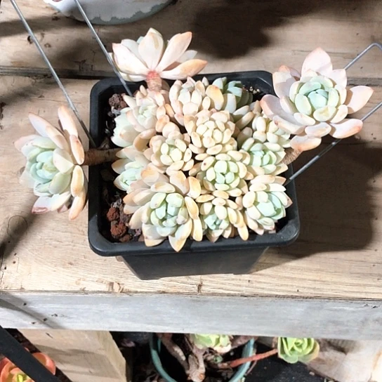 冷香一物一拍多肉