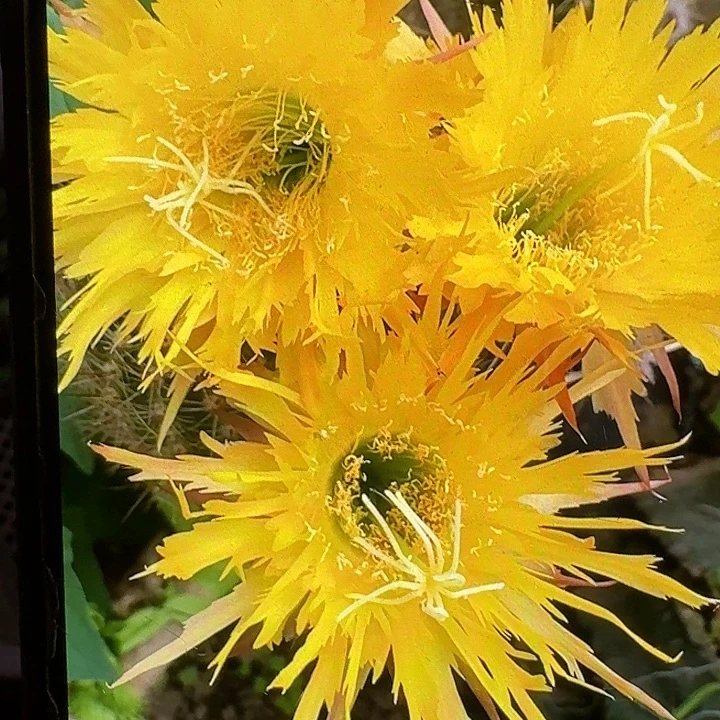 黄锯齿侧芽5公分左右毛花柱（20包邮）