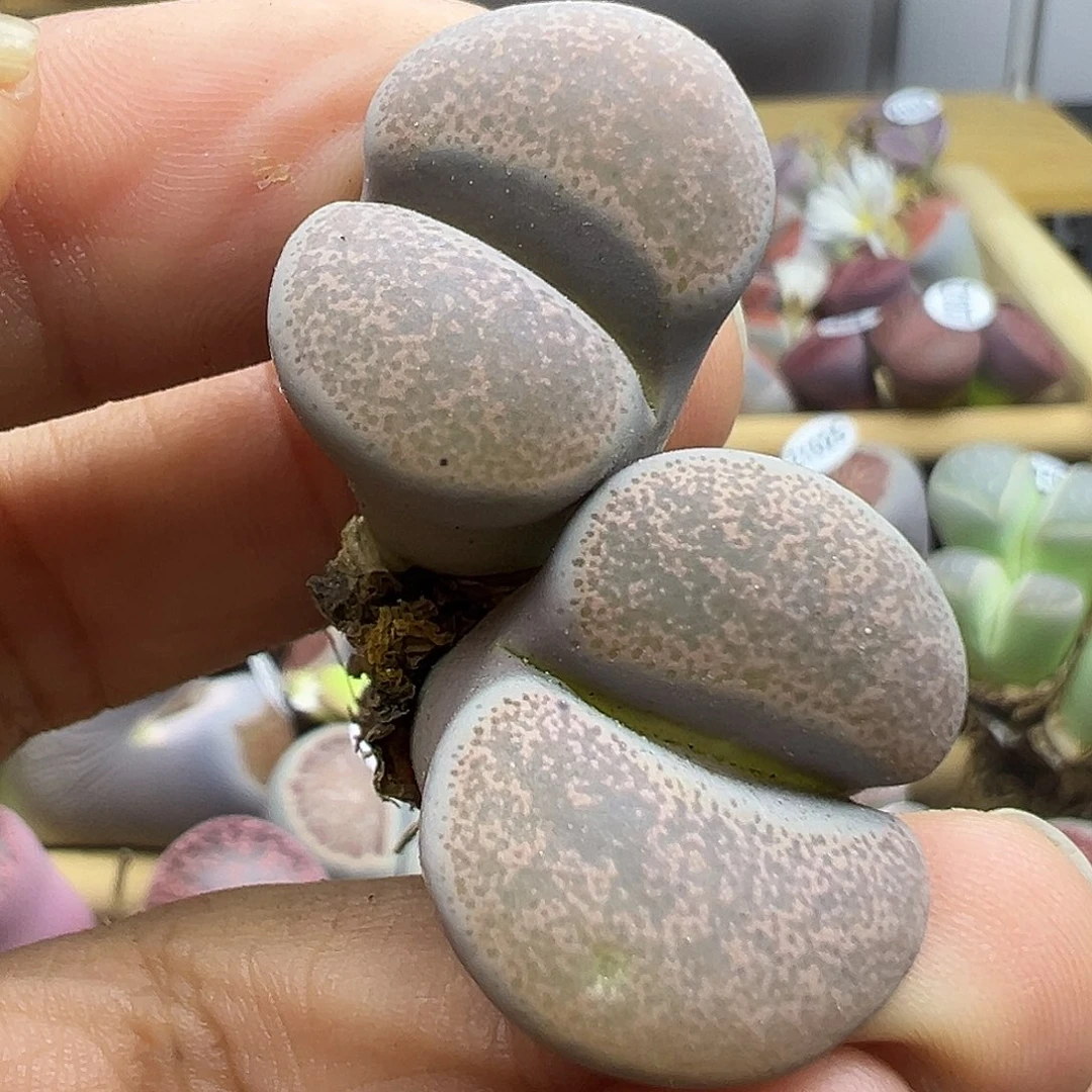 1043炸了1111111111111