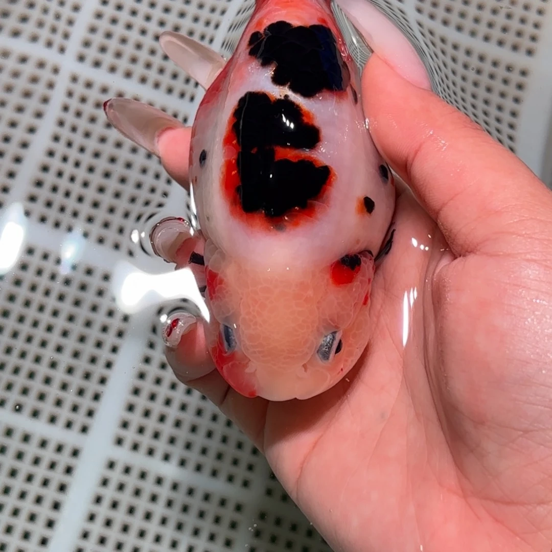 旺***.金鱼拍包装包邮不拍包装运费到付