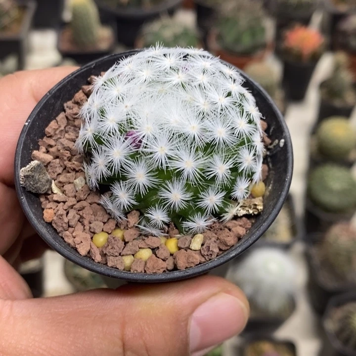 大春心特价福利包邮