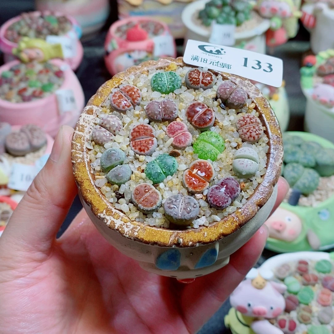 生石花花花花花133