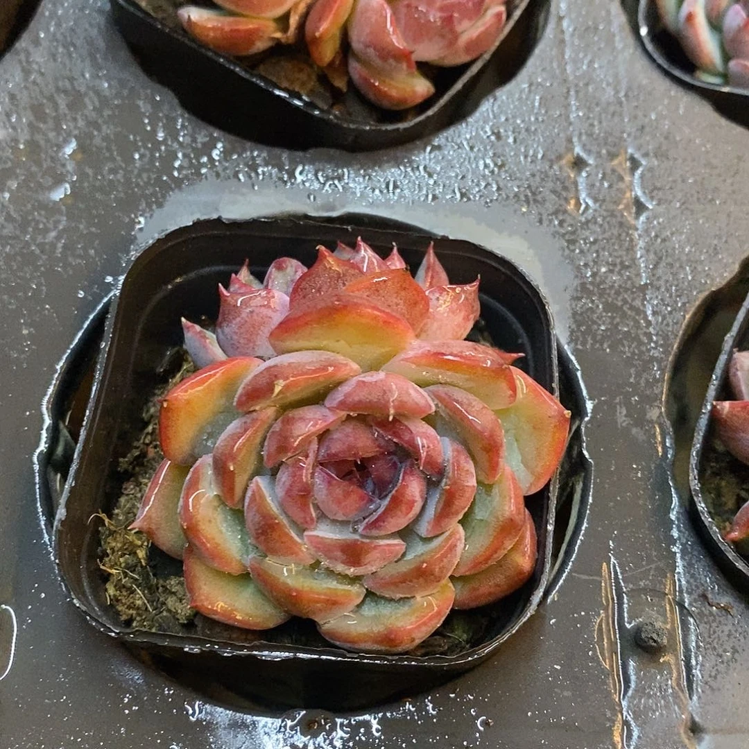 团。双头蓝莓。福利多多
