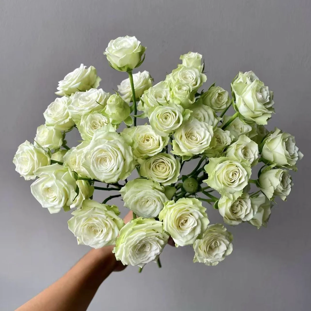 【繁星 多头玫瑰】5枝 冷丰鲜花顺丰包邮