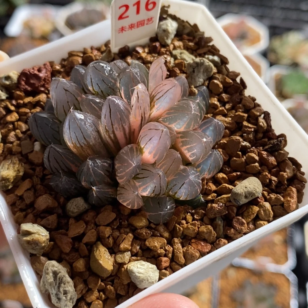 216霓虹灯玉露锦一物一图