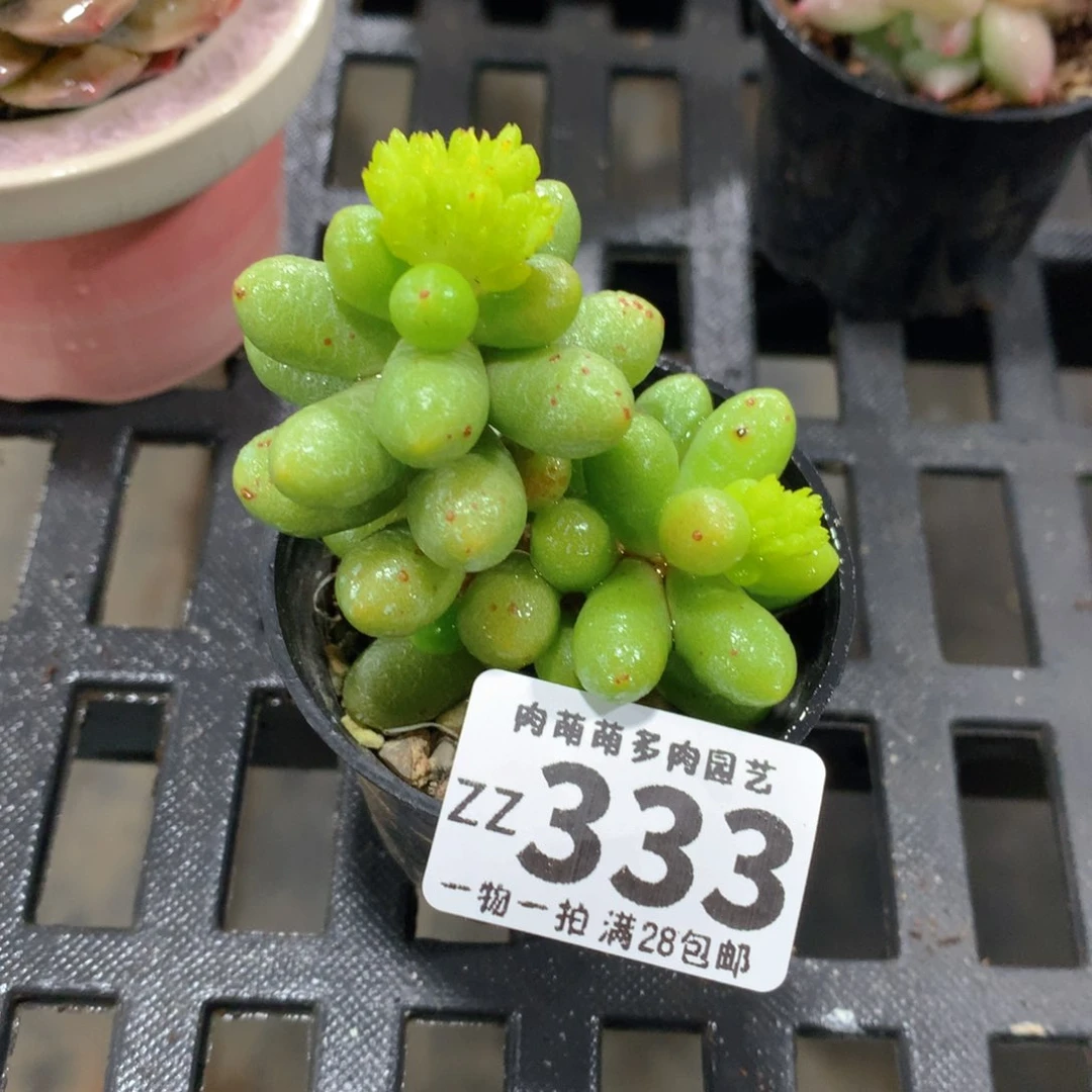 肉萌萌拇指盆精控多肉ZZ333