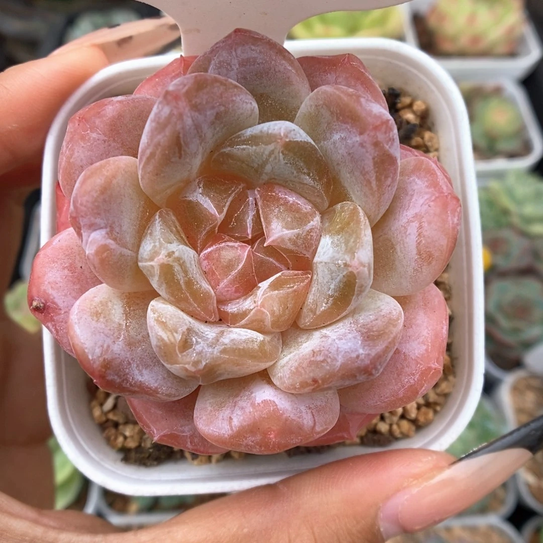 橘心粉魄可拍102号。