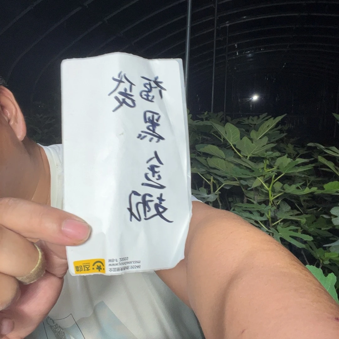 直播间福袋黑金翅白头苗