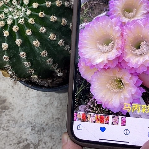 马炳仙人球，25789900