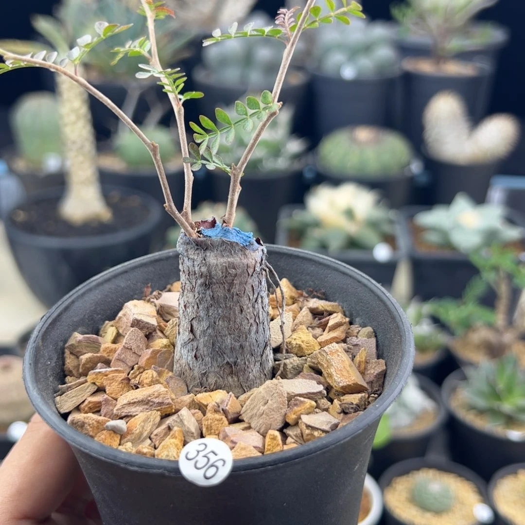 象足漆树根插一物一拍