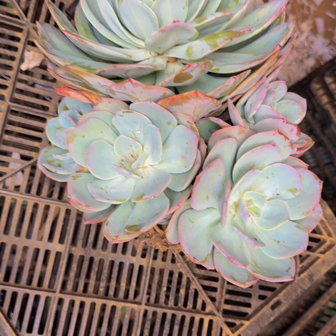 花***界血凤 一颗 不包损40号