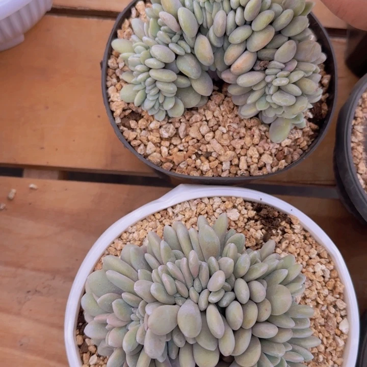 粉兔缀福利11111111111