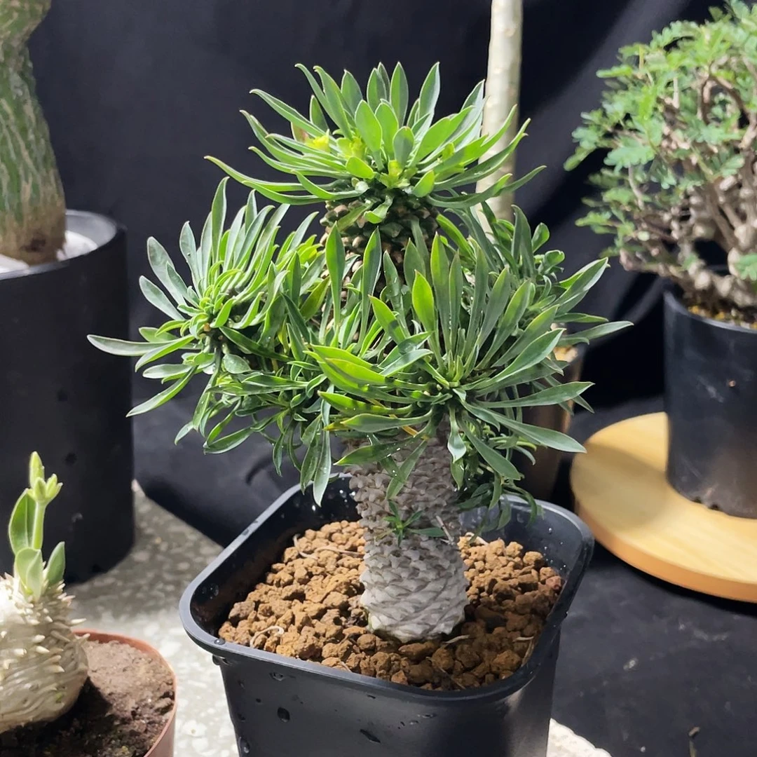 铁甲麒麟66666666666