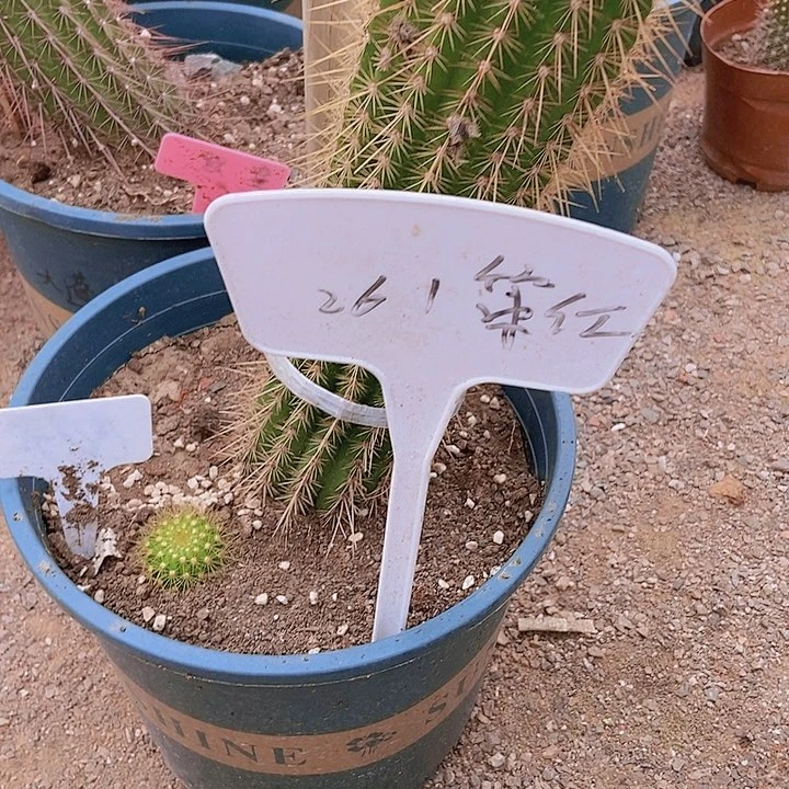 小***鳕仙人掌无名毛花柱40 cm左右摘花脱土发货