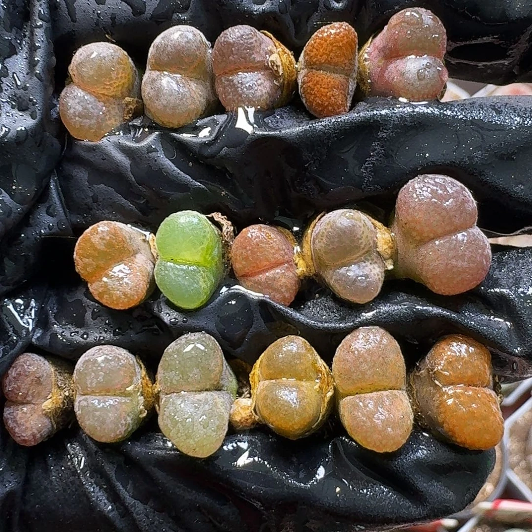 生石花11111111。  297