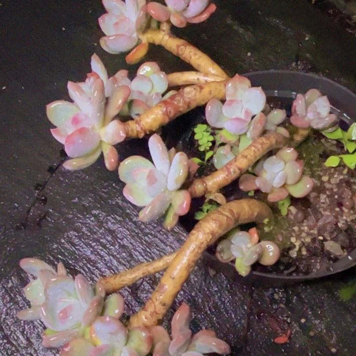 特价打折老桩造型