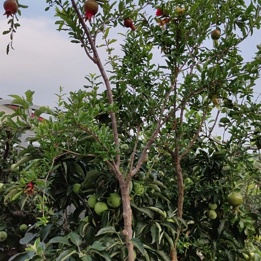 大果甜石榴盆栽可地栽适合室内阳台庭院种植