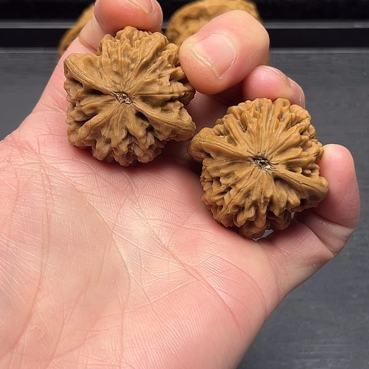 甜***橙木质类秦岭突突突突突突突