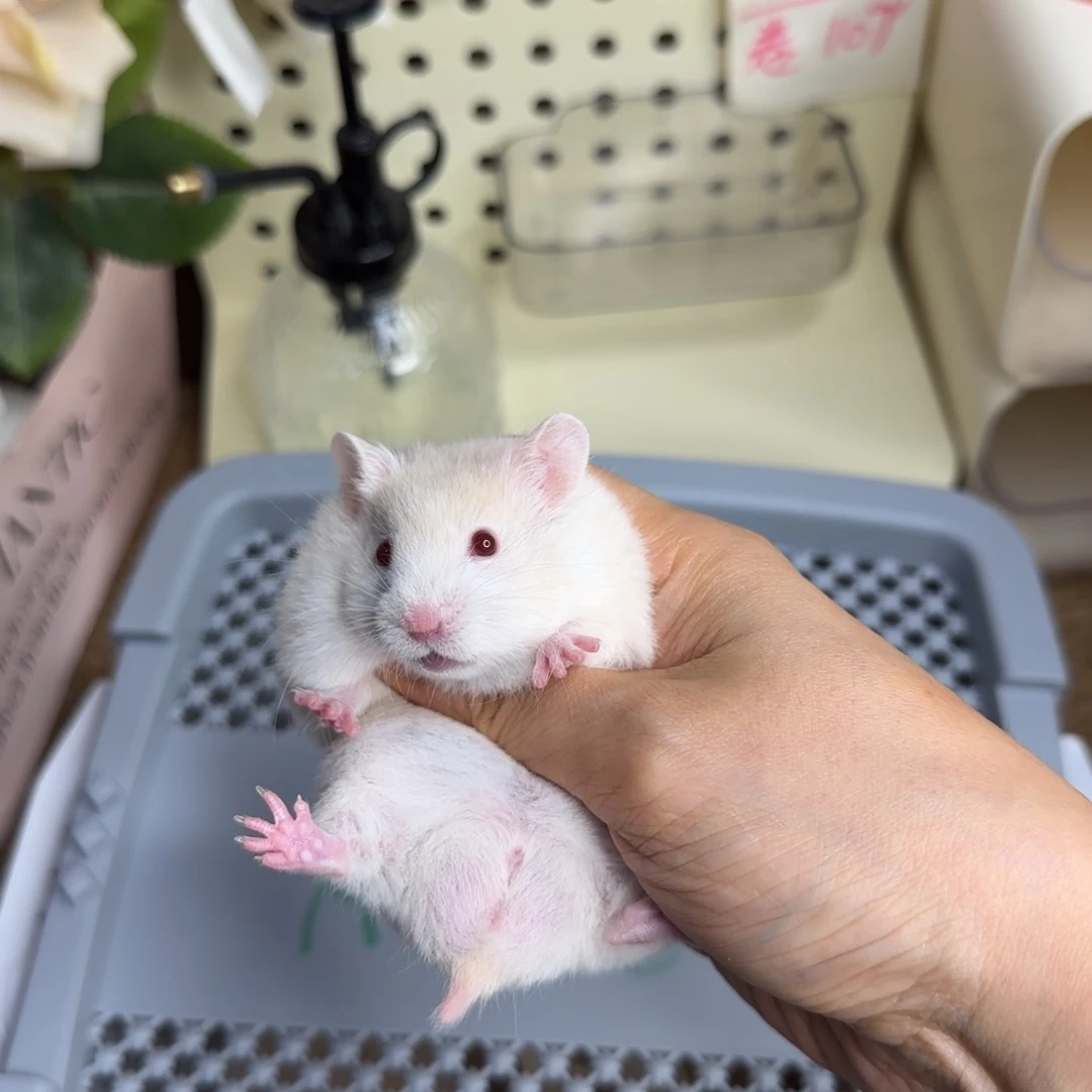 短毛蜜波弟弟8.16生日