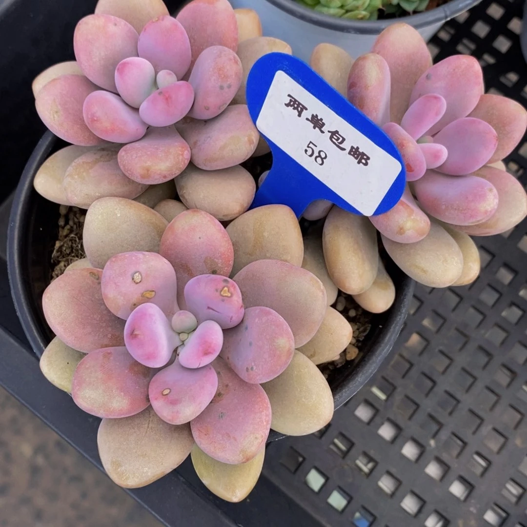 58-精品桃蛋群一个