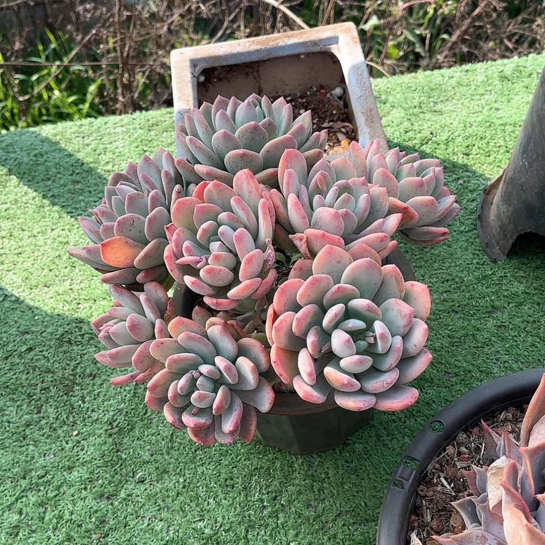 有**可灰姑娘多肉植物老桩71