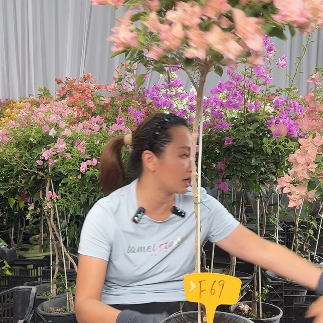 *****当前无花栽培后可以开花F69卡雅塔