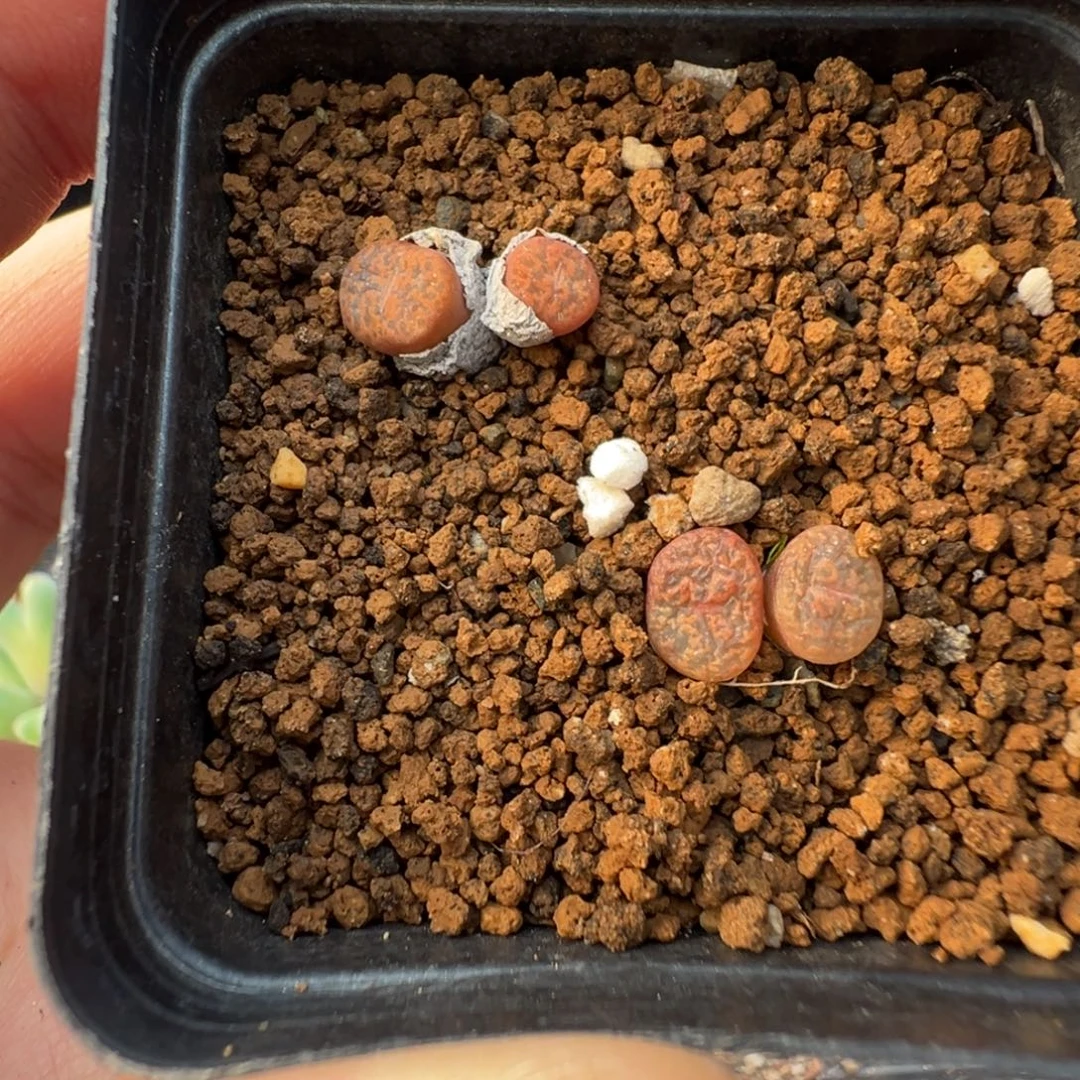 16-186肉锥多肉植物