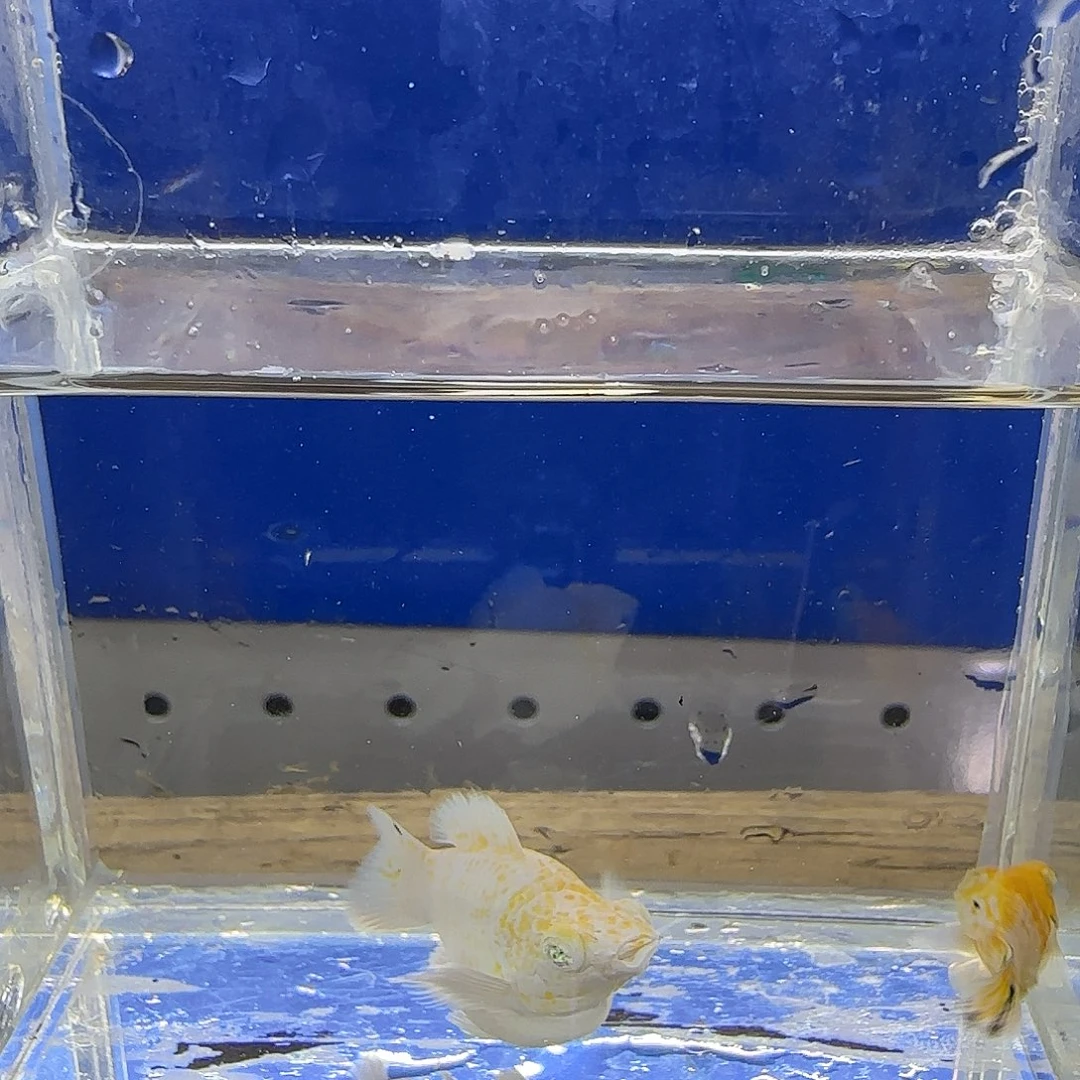 黑玛丽鱼樱花钻眼玛丽19号