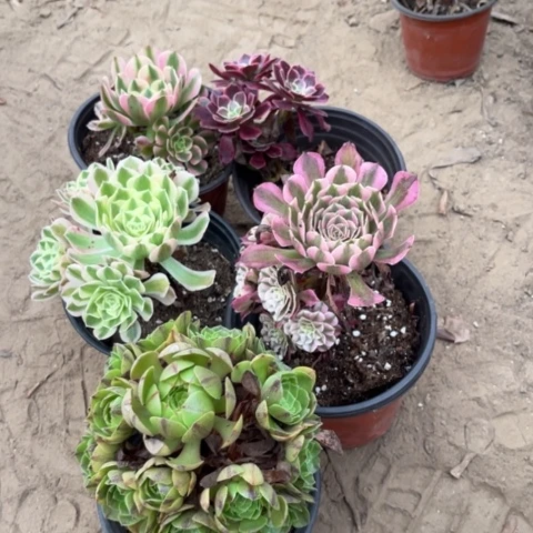 730多肉植物组合，