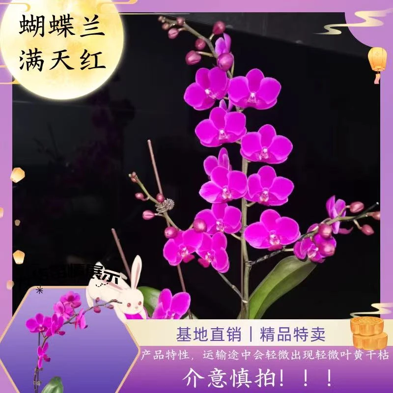 【蝴蝶兰 满天红】七夕好礼 基地直销 名贵淡雅 室内花卉带花发货