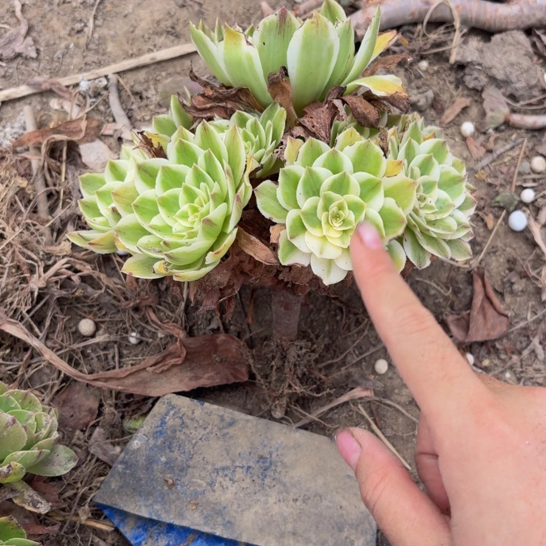 伊丽莎白多肉植物8多肉