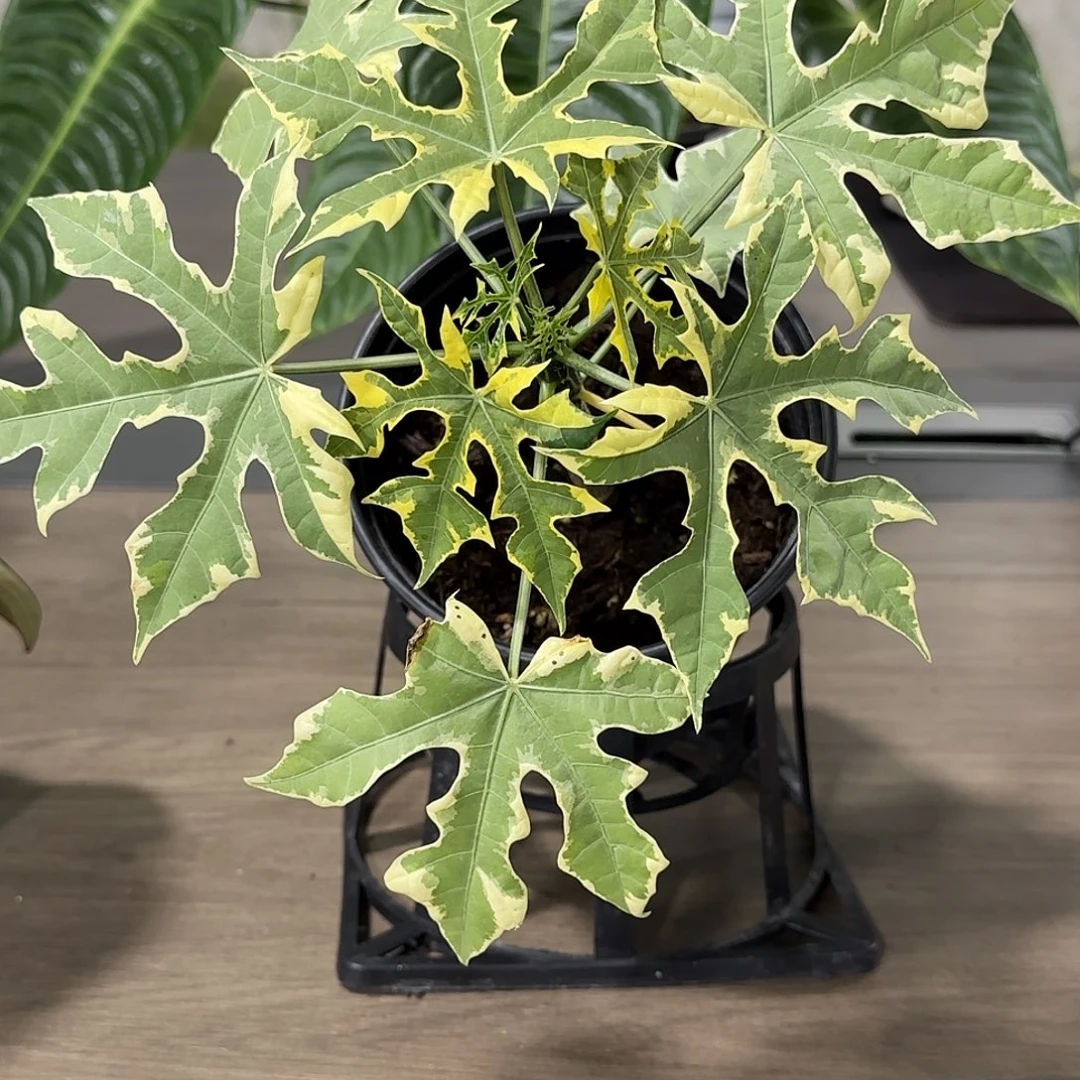 无花朵树菠菜锦树菠菜锦