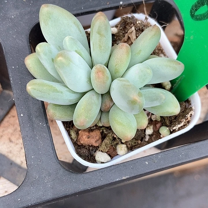 多肉植物企鹅854