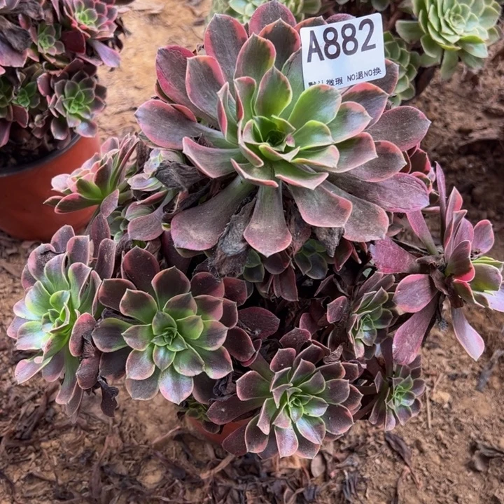 小微瑕金丝却多肉植物882.