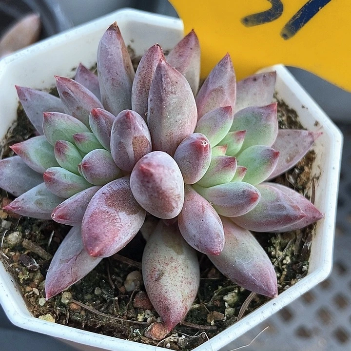 多肉植物虞美人631