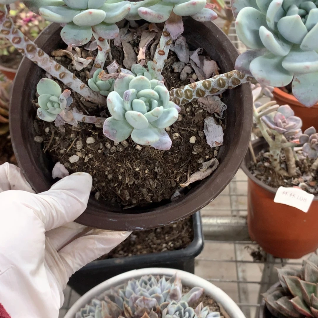 华*白月光群生多肉植物