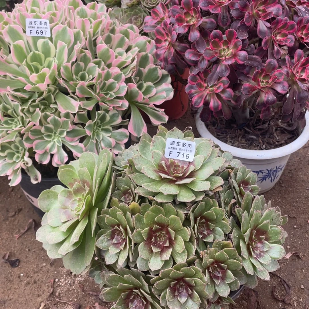 716半夏多肉法师断枝不包