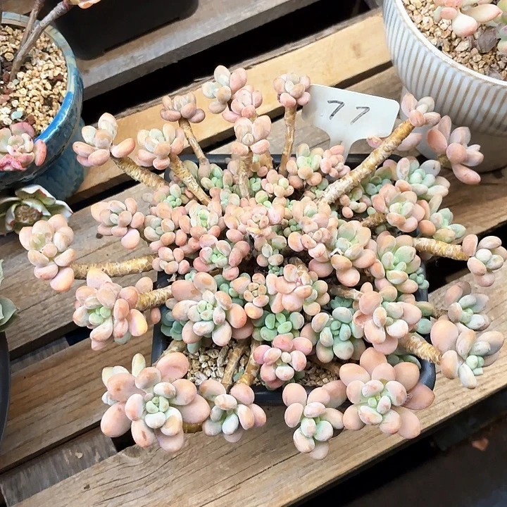 多肉植物，落神77号