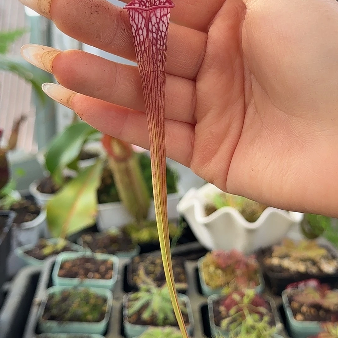 完全开放101瓶子草