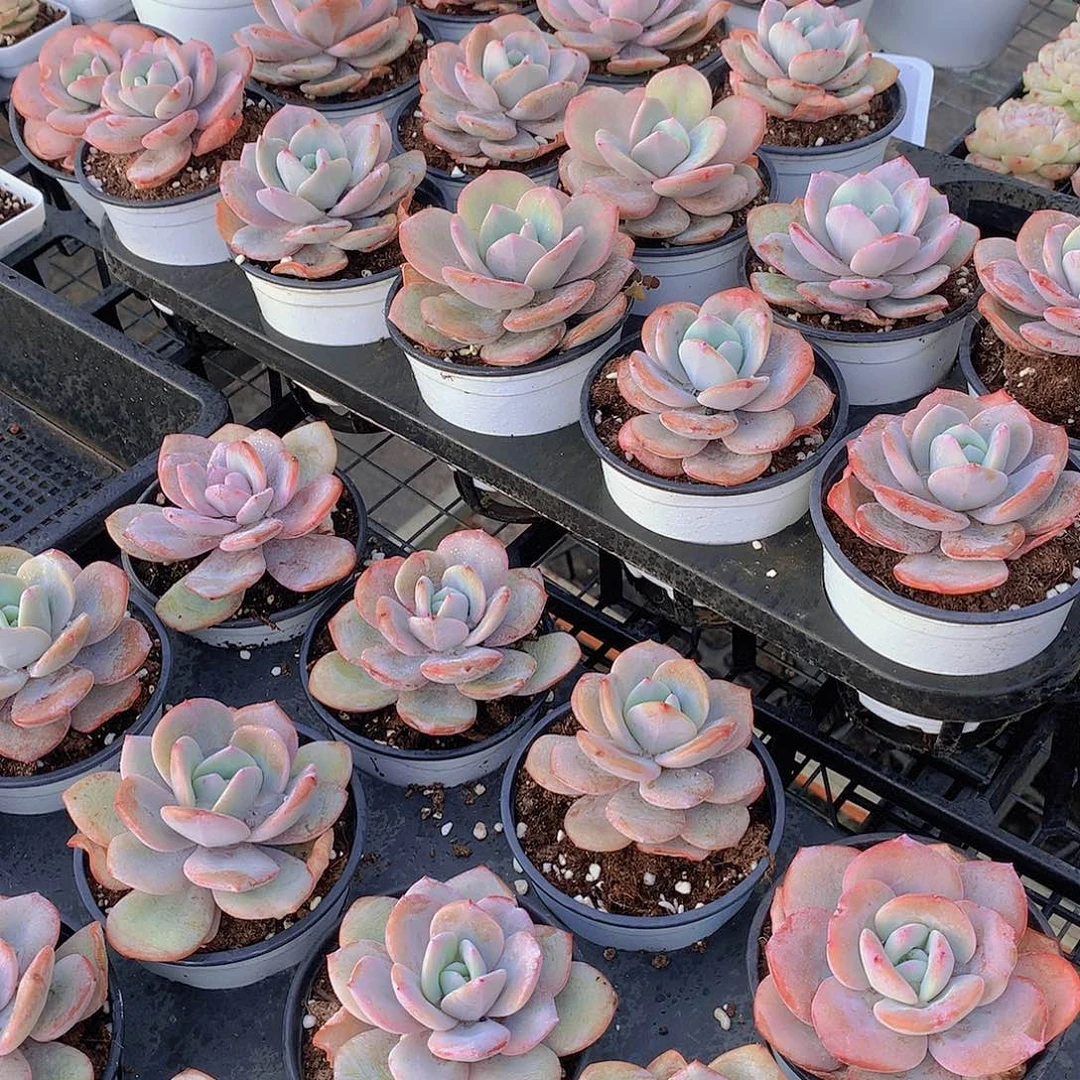 大奶茶22446788999000