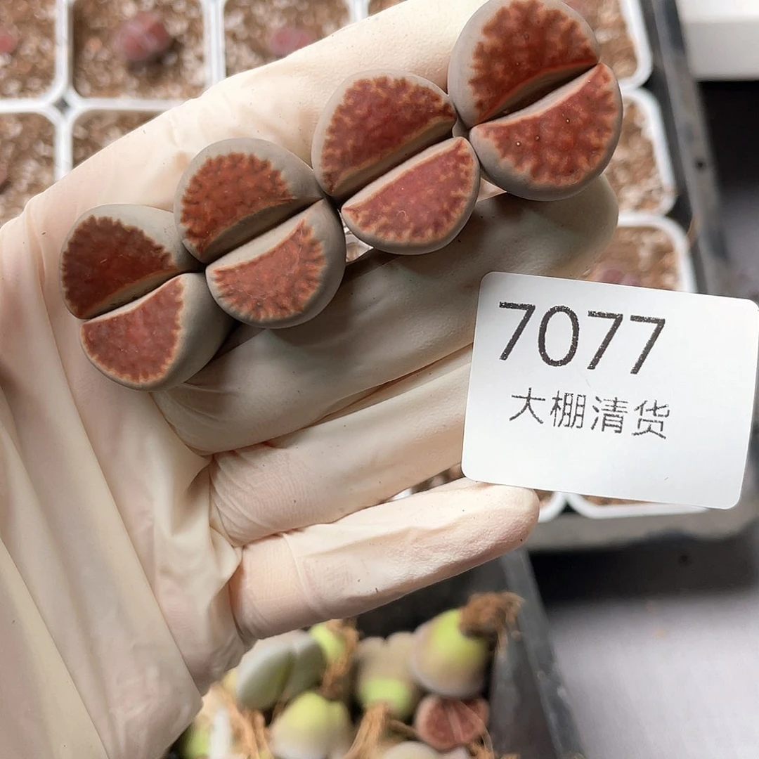 7077大棚清仓甩卖了2.5