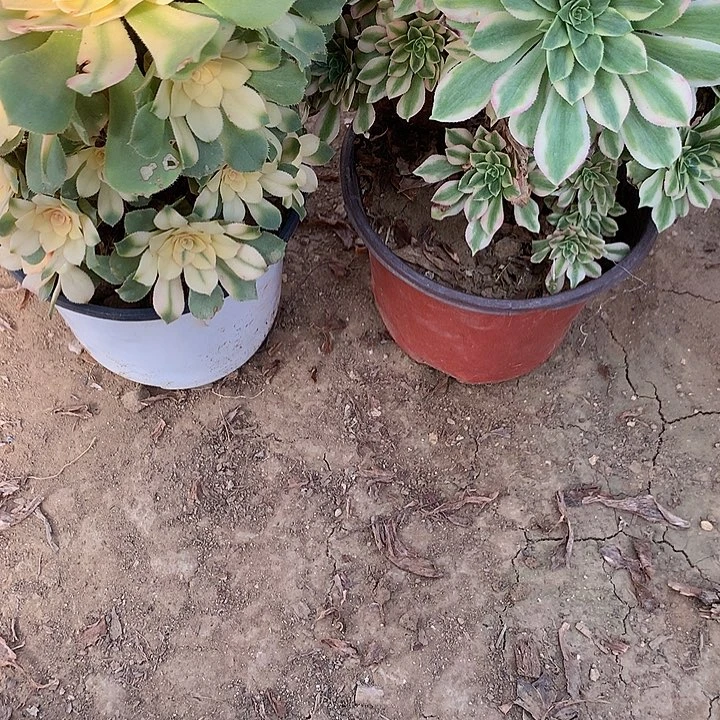 多肉植物心尼亚两颗17