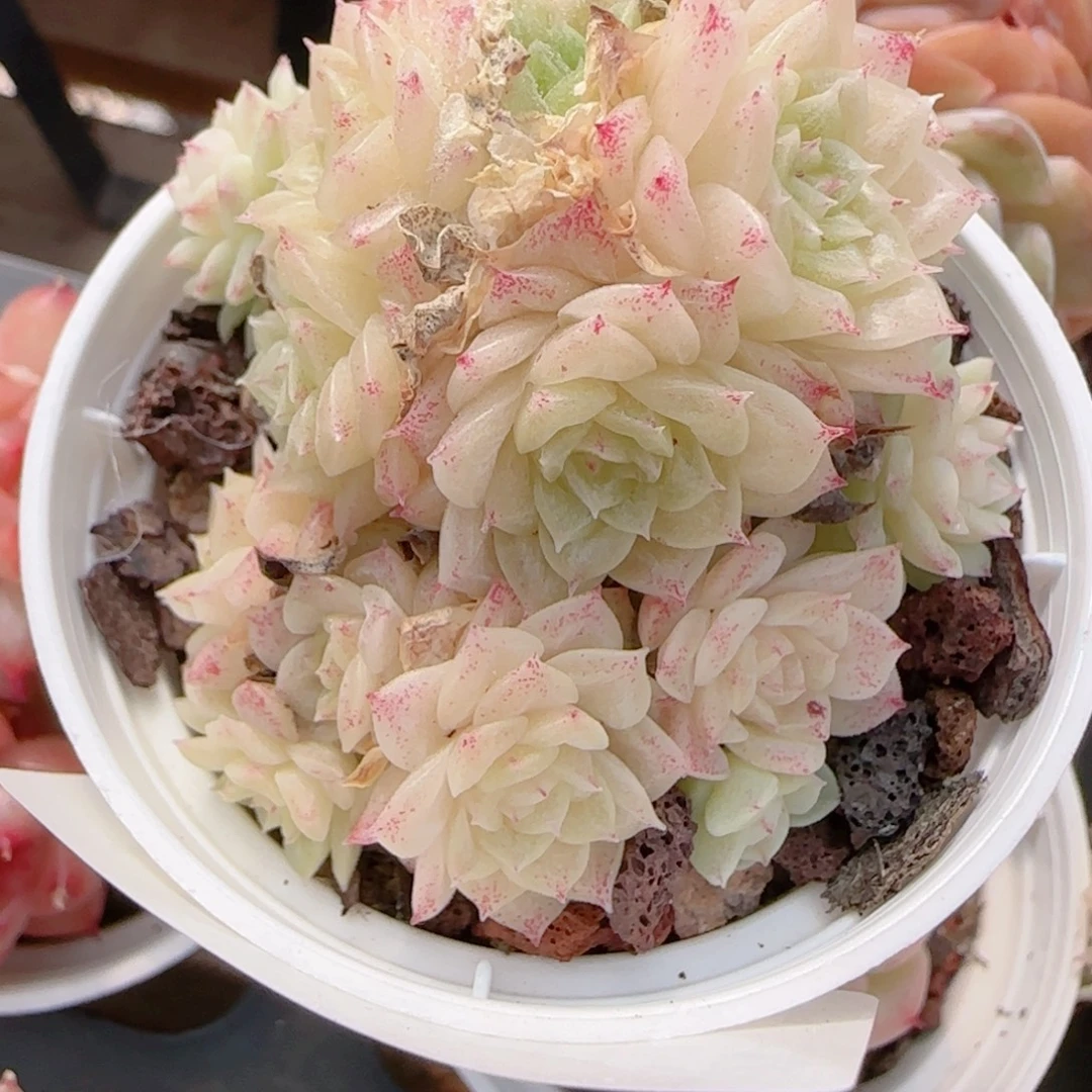 夏***甜花语多肉1215-117散