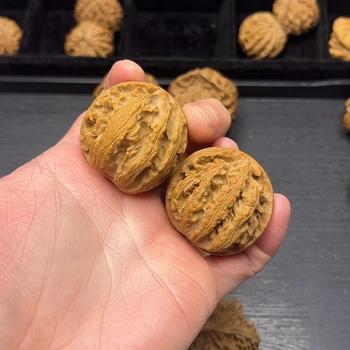 黄杨木秦岭突突突突突突突突